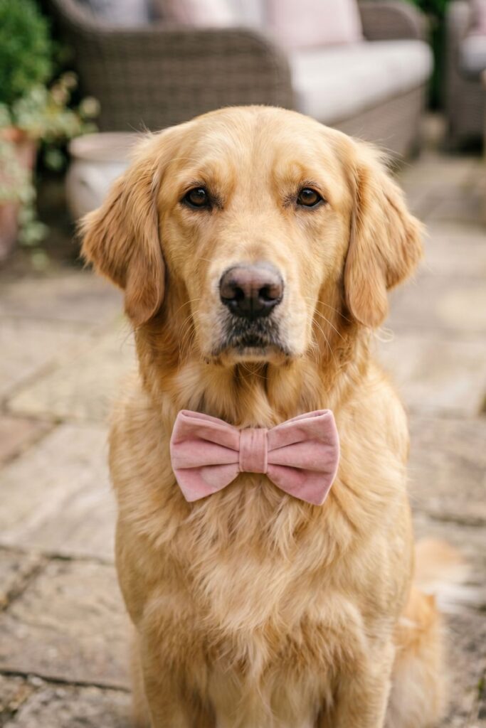 The "Bow or Bow Tie" Pet Entry