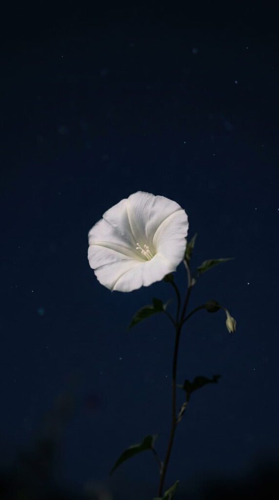 Moonlit Meadow